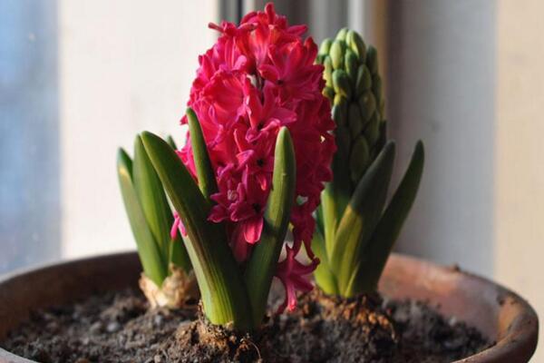 風(fēng)信子土培的養(yǎng)殖方法，可以按照5步來(lái)進(jìn)行