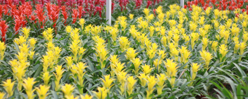 鴻運(yùn)當(dāng)頭冬天怎么澆水