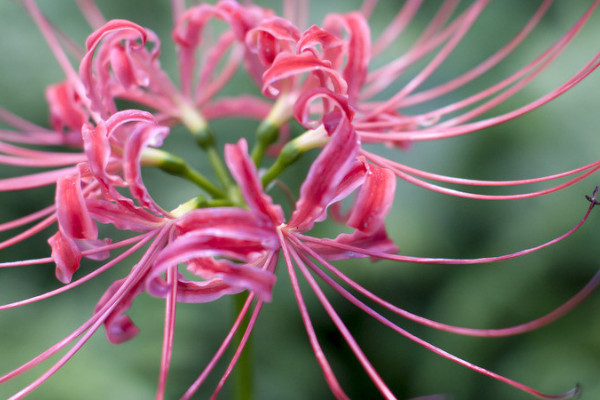 彼岸花秋天開(kāi)花后怎么辦
