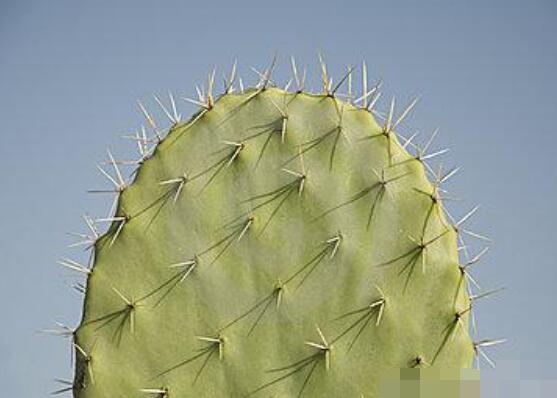 仙人掌變黃的原因是什么，四種原因以及解決方法