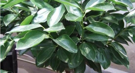 平安樹(shù)怎么澆水，平安樹(shù)澆水方法