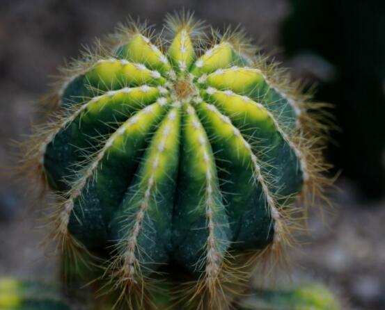 仙人球的養(yǎng)殖方法和注意事項，做好五個要點一年四季健康茂盛