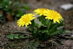 蒲公英有毒嗎，沒(méi)有毒但是有很多地方需要注意