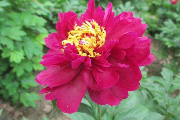 芍藥花冬天需要移到室內(nèi)嗎