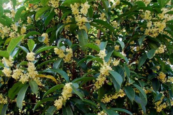 四大發(fā)財(cái)之樹