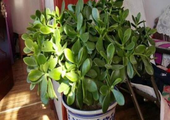 玉樹葉子發(fā)黃怎么補(bǔ)救，教你三種最直接有效的補(bǔ)救方法