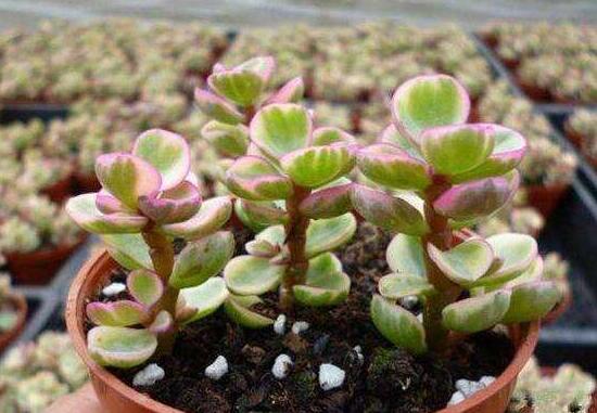 雅樂之舞為什么不紅，做好合適盆土/保持充足光照