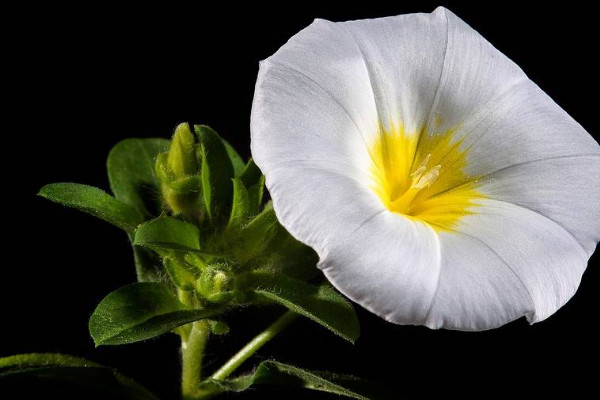 牽?；ㄈ绾吻げ宸敝? src="/nongchan/d/file/20201223/kbiwu4bzlfn.jpg" / data-xNCA="0X8xm6"></p>
<p data-XePb="7MWuYE">
	牽?；ㄇげ宸敝车臅r候，最好選用健壯無病害的枝條作為插穗，枝條長度在10cm左右即可，一般最好在早晨的時候截取枝條最好，這樣的枝條含水量比較高，截取下來后，要把枝條底部的葉子全部剪除干凈。</p>
<p data-TS5o="r39wwb">
	<strong data-LWid="EowQ3Q">3、進(jìn)行扦插</strong></p>
<p data-vZtK="LUUHUg">
	扦插時使用的土壤需要是疏松透氣和排水性良好的類型，我們準(zhǔn)備好枝條后，可以將其用生根劑處理一下，然后再扦插到土壤中，這樣更加有利于它生根存活，扦插的深度一般在枝條的三分之一左右即可。</p>
<p data-4dG1="4AGC5J">
	<strong data-fOKL="uCNTWL">4、養(yǎng)護(hù)管理</strong></p>
<p data-8iMM="fC309z">
	<img alt=