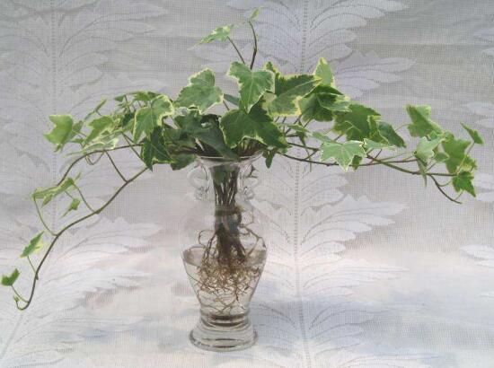 常春藤可以水培嗎，常春藤水培養(yǎng)殖方法