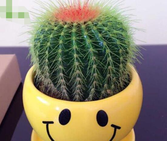 仙人球防輻射嗎，不能/只能防太陽紫外線(光學(xué)輻射)