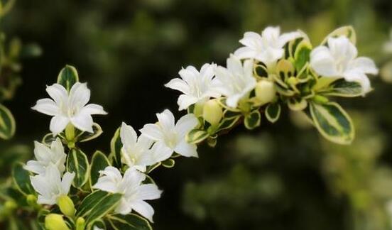 六月雪盆景造型方法，直乾式虬曲式懸崖式三種造型