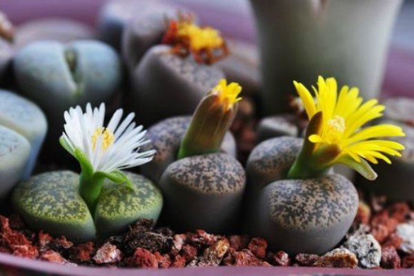 生石花最合適光照度，只需要在夏季適當遮陰即可