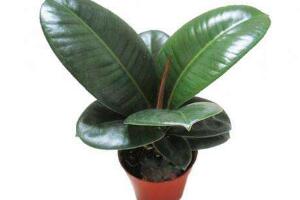 橡皮樹爛根什么原因，橡皮樹爛根怎么辦