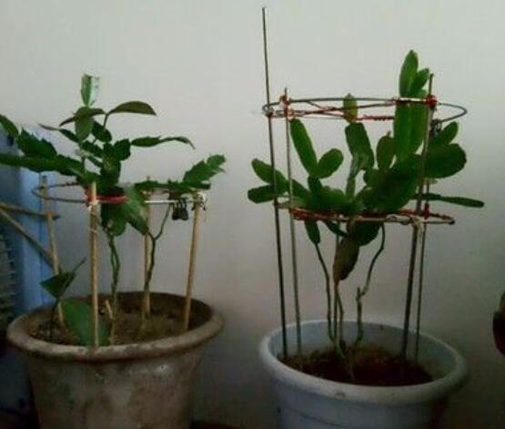 曇花的繁殖方法，盤點最常見的三種繁殖方法(扦插/播種/嫁接)