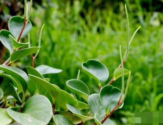 碧玉剪一小段能水培嗎，做好這簡單四步可水培爆盆