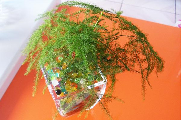 文竹可以水培嗎，可以水培需做好養(yǎng)護(hù)工作