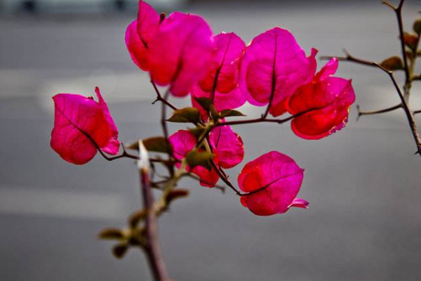 巴西三角梅的養(yǎng)殖方法和注意事項