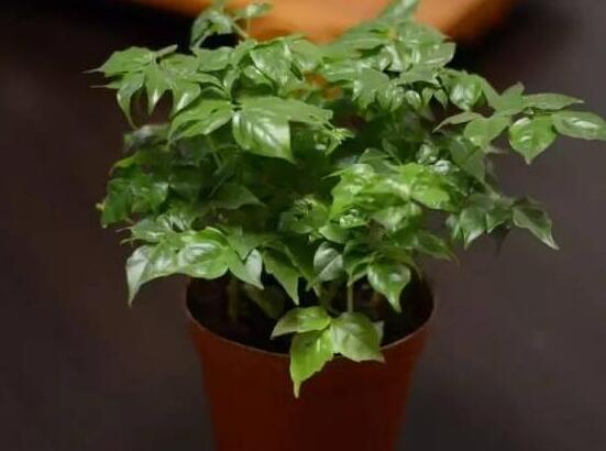 幸福樹(shù)的寓意，象征著家庭和美，幸?？鞓?lè)