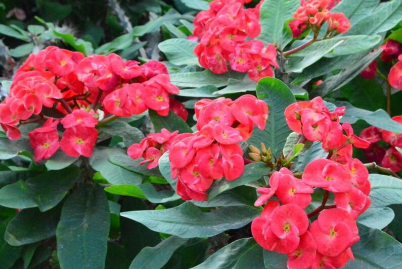 虎刺梅開(kāi)花有毒嗎，有毒/家中有小孩的最好不要栽種