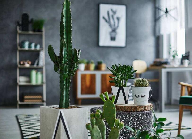 仙人掌的養(yǎng)殖方法和注意事項(xiàng)，小白都能學(xué)會(huì)的種植方法和技巧