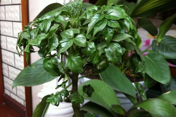 平安樹有什么作用，可凈化空氣/入藥治病