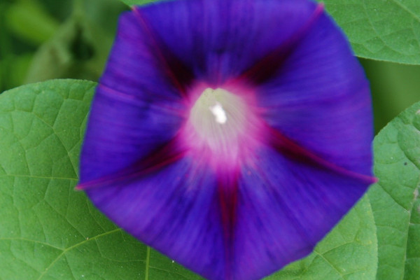 牽?；茉诨ㄅ枥锷L(zhǎng)嗎