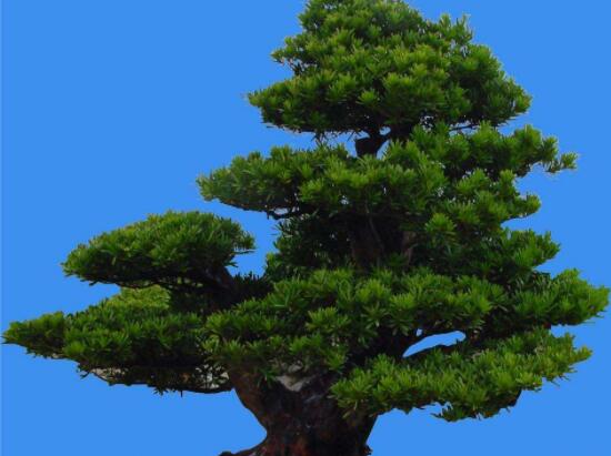 羅漢松能種大門兩邊嗎，可以/趨吉避兇、辟邪化煞