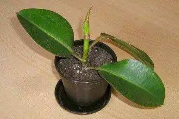 橡皮樹的修剪方法圖解，橡皮樹的四種修剪方法