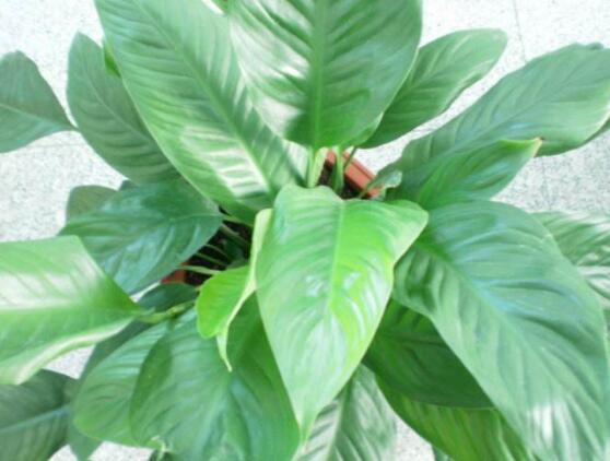 一帆風(fēng)順蔫了怎么補(bǔ)救，四種原因以及補(bǔ)救辦法