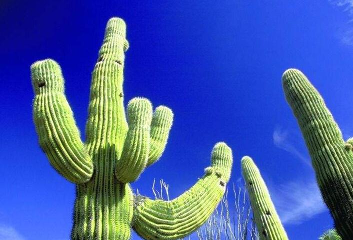 仙人球長(zhǎng)小球要修剪嗎，最好把這些小球進(jìn)行移栽