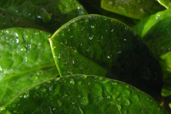 金錢樹(shù)夏天可以靠窗放嗎