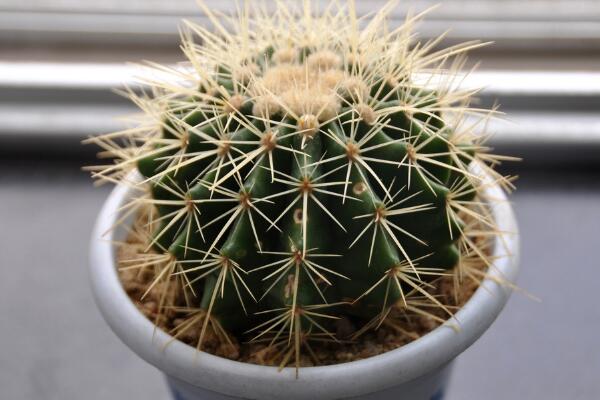 仙人球的換盆方法，5步即可完成仙人球換盆