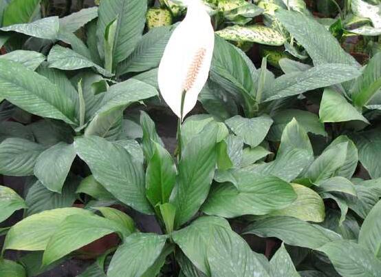 一帆風順水養(yǎng)還是土養(yǎng)，土養(yǎng)最為合適(水養(yǎng)易爛根)