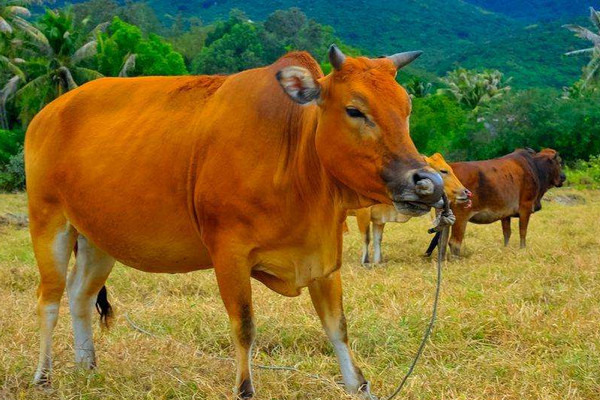 牛糞怎么發(fā)酵成有機(jī)肥