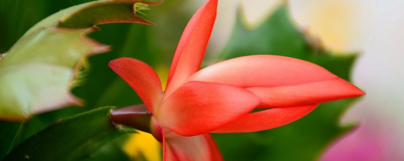 鴻運當(dāng)頭用雨水澆行嗎