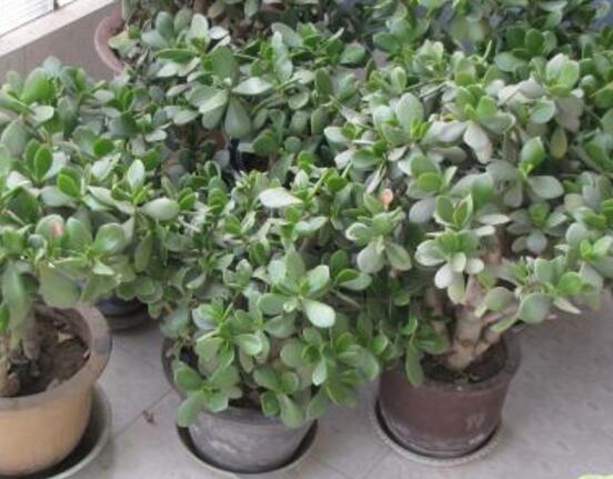 關(guān)于玉樹開花的迷信說法，（玉樹開花人離世）是假的