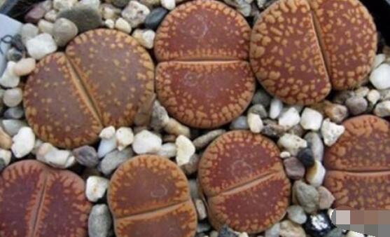 生石花有多少品種，欣賞最好看的六大品種