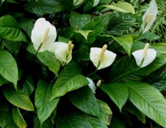 一帆風(fēng)順用什么花盆好，排水透氣、價(jià)格便宜素?zé)? data-0liA=