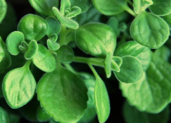 碰碰香的功效與作用，凈化空氣、消炎消腫，制作香精