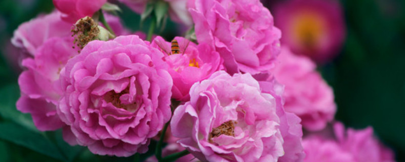 薔薇花什么時(shí)候開花