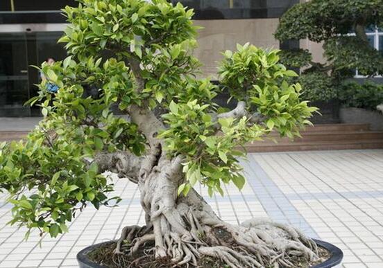 九里香盆栽的養(yǎng)殖方法，老農(nóng)總結五點最實用的養(yǎng)殖方法