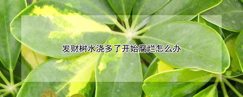 發(fā)財(cái)樹水澆多了開始腐爛怎么辦