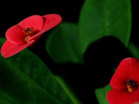 虎刺梅掉葉子怎么辦，四種原因以及解決方法