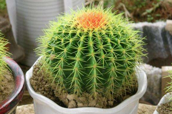 仙人球可以用沙子養(yǎng)嗎，光使用沙子是養(yǎng)不活的