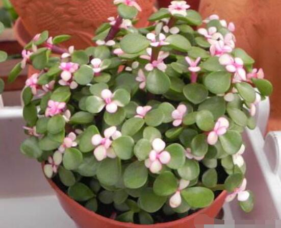 雅樂之舞適合什么花盆，陶盆、紫砂盆、泥瓦盆最為合適