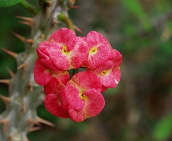 虎刺梅掉葉子怎么辦，四種原因以及解決方法