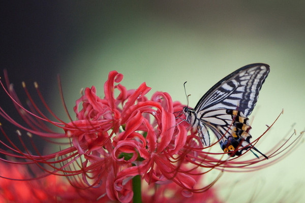 彼岸花葉子發(fā)白怎么回事