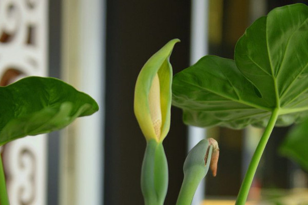 滴水觀音葉子發(fā)白是什么原因