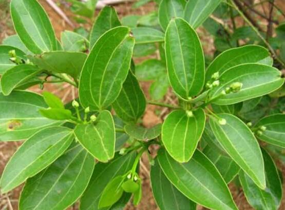 平安樹適合放客廳嗎，凈化空氣、招財生旺