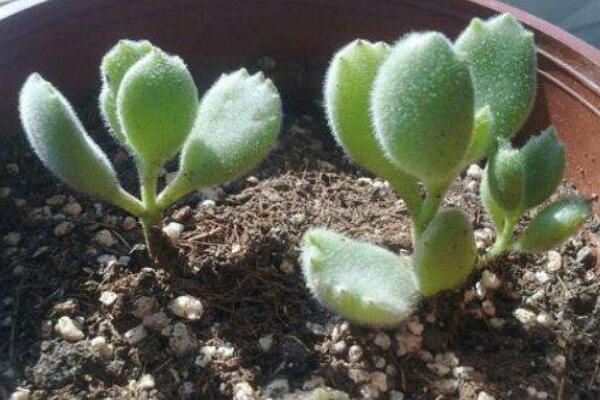 多肉熊童子的種植過程，熊童子種植詳細(xì)步驟介紹